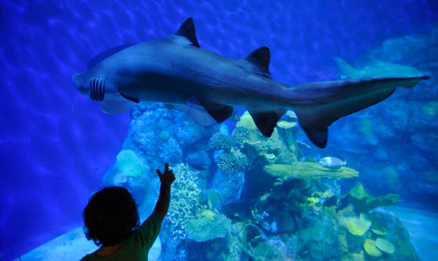Denver: Downtown Aquarium All-Day Pass - Stingray Reef and the touch pools
