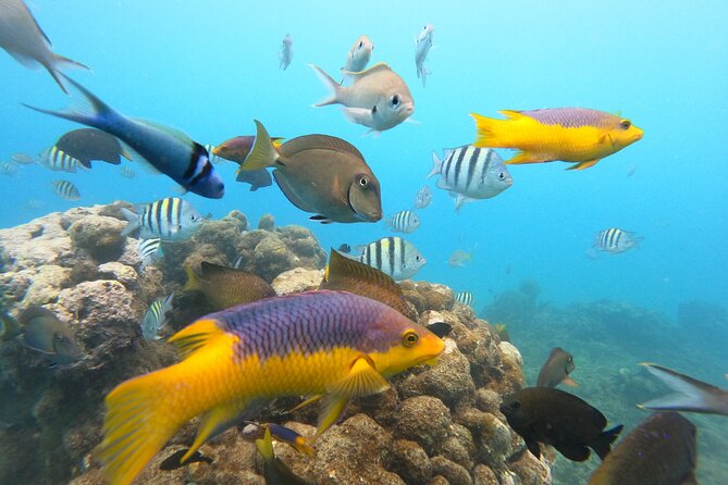 Discover Sosua's Underwater World & Beach Day - Practical preparation for a smoother day
