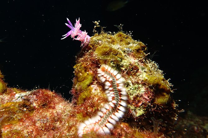 Discover the underwater world of Lanzarote - About 25 to 30 minutes among the fish