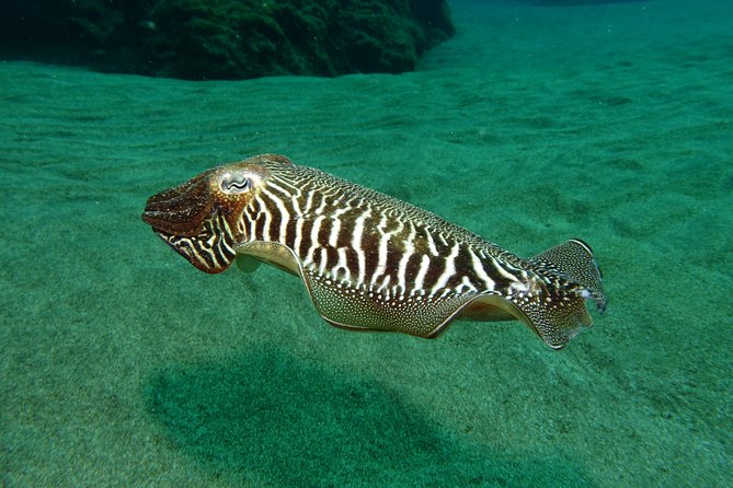 Discover the underwater world of Lanzarote - How the small-group format affects the day