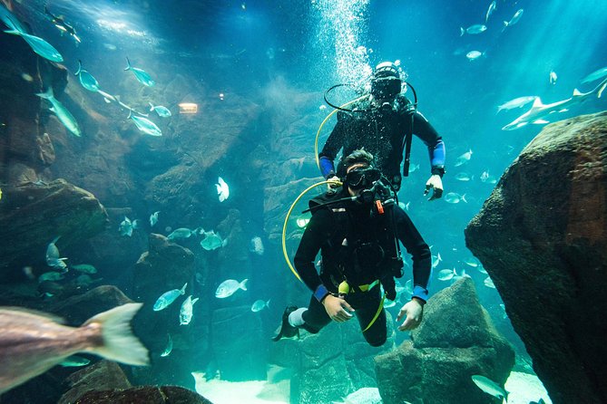 Diving in the Madeira Aquarium - The Porto Moniz setting changes the day