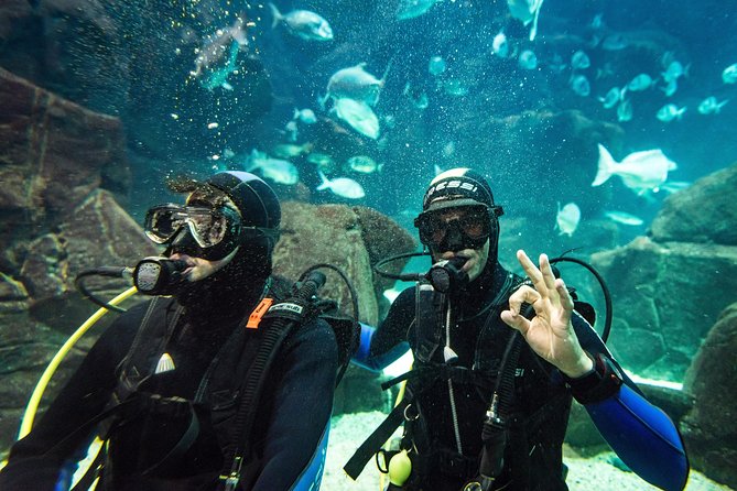 Diving in the Madeira Aquarium - What to bring and how to plan your time