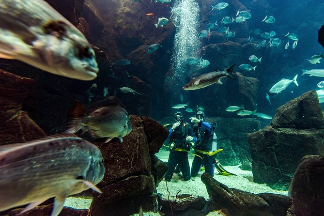 Diving in the Madeira Aquarium - Why beginners often feel comfortable here