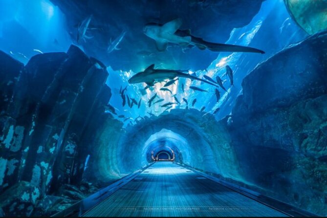 Dubai Aquarium and Underwater Zoo - Key points to know before you book