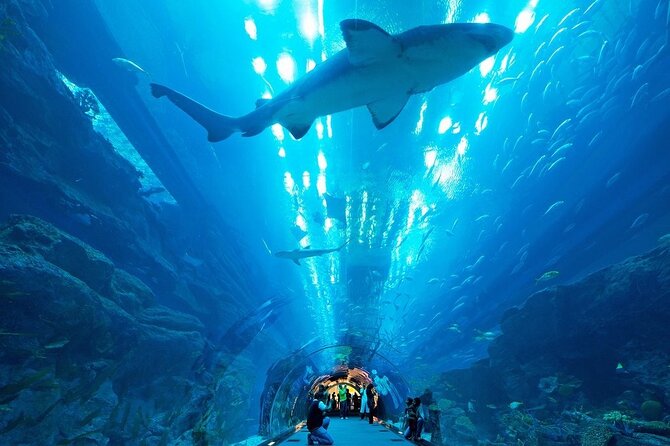 Dubai Aquarium and Underwater Zoo - King Croc, otters, penguins, and smaller creatures