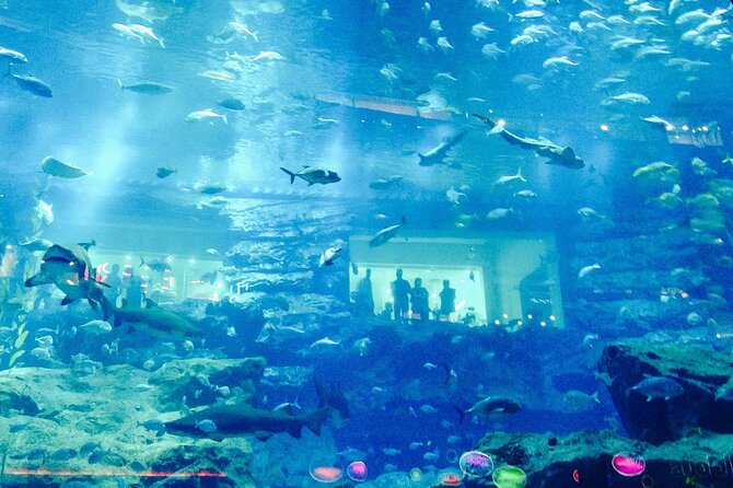 Dubai Aquarium and Underwater Zoo - Is $60.82 good value?