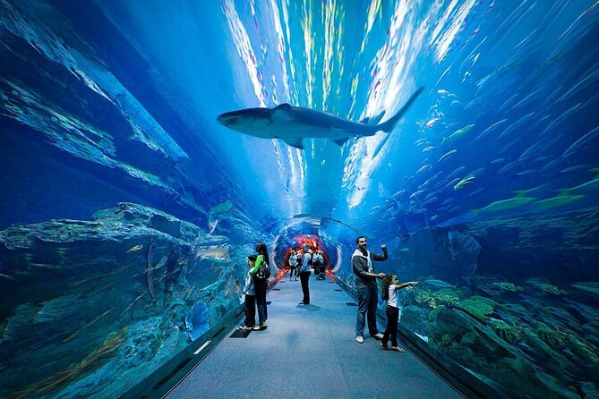 Dubai Aquarium and Underwater Zoo - Timing your visit in Dubai