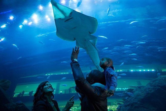 Dubai Aquarium and Underwater Zoo Admission Ticket with Options - Walking through the 48-meter underwater tunnel