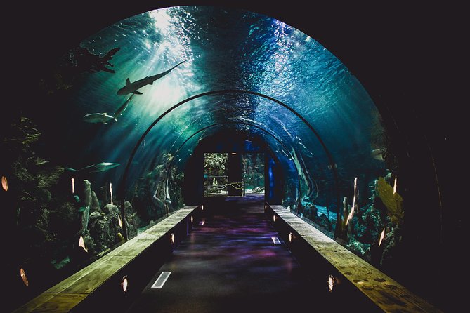 Dubai Aquarium and Underwater Zoo Admission Ticket with Options - Why the Dubai Mall location helps