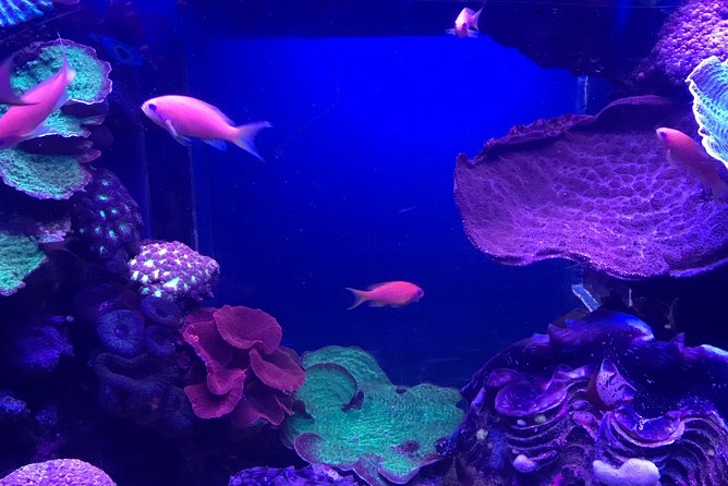 Dubai Aquarium and Underwater Zoo Admission Ticket with Options - Ticket delivery and customer-service cautions
