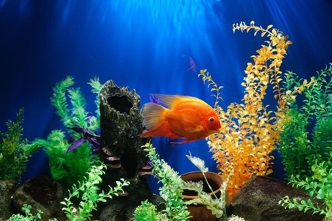 Dubai Aquarium and Underwater Zoo Admission Ticket with Options - Who will enjoy this most