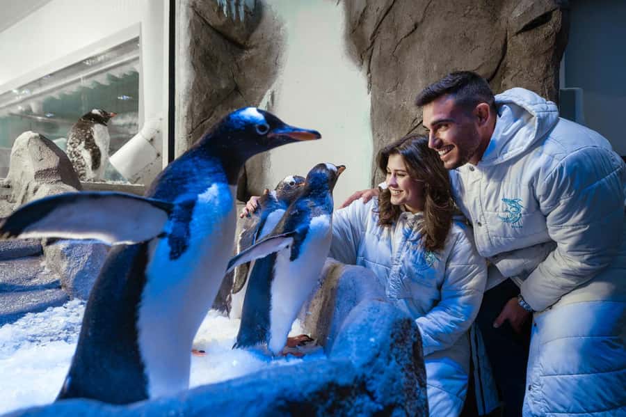 Dubai: Aquarium and Underwater Zoo Experience - Timing, access, and a sensible plan