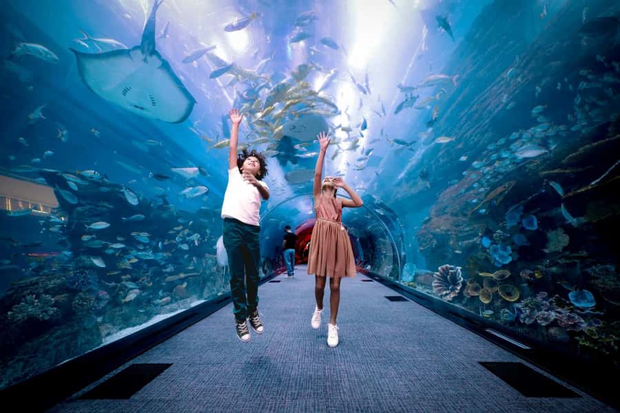 Dubai: Aquarium and Underwater Zoo Experience - Should you book Dubai Aquarium and Underwater Zoo?