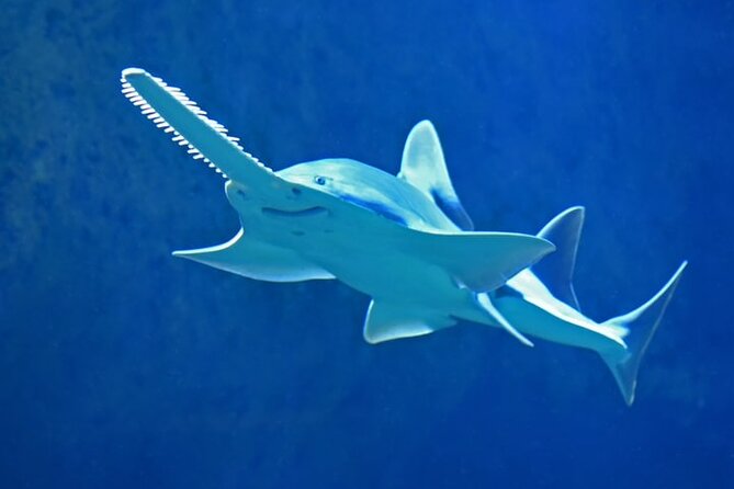 Dubai Aquarium And Underwater Zoo Tickets At Dubai Mall - A giant aquarium inside Dubai Mall