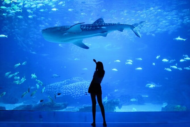 Dubai Aquarium And Underwater Zoo Tickets At Dubai Mall - What you see at the Aquarium and Underwater Zoo