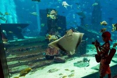 Dubai Aquarium and Underwater Zoo with Penguin Cove Tickets.
