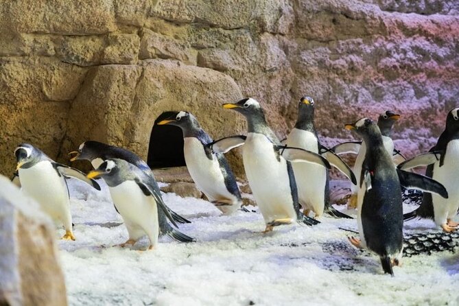 Dubai Aquarium and Underwater Zoo with Penguin Cove Tickets. - Families, couples, and first-time Dubai visitors