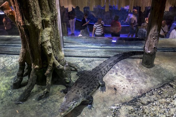 Dubai Aquarium + Penguin Cove Tickets with Transfers - Arriving at the suspended aquarium
