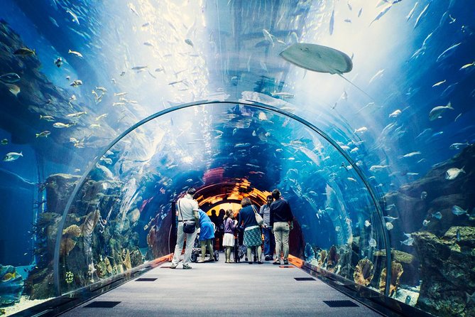 Dubai Aquarium + Penguin Cove Tickets with Transfers - Looking beyond sharks and rays