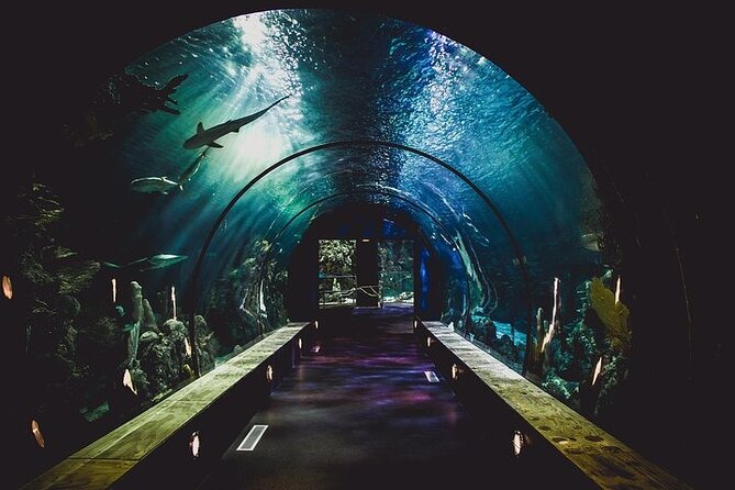 Dubai Aquarium underater zoo penguin cove with optional transport - Penguin Cove is the close-up highlight