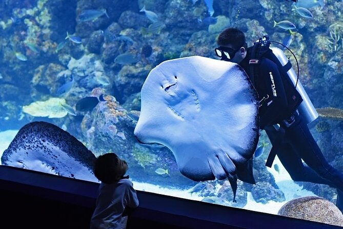 Dubai Aquarium underater zoo penguin cove with optional transport - What the $89 price really buys you