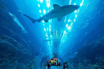 Dubai Aquarium & Underwater Zoo with Penguin Cove