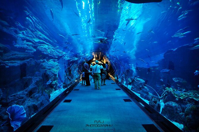 Dubai Aquarium & Underwater Zoo with Penguin Cove - Is $58.61 good value?