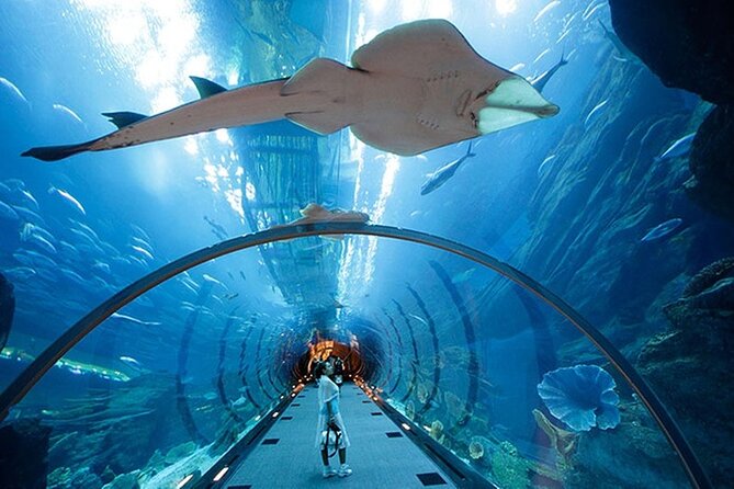 Dubai Aquarium UnderwaterZoo and Penguin cove Admission Ticket - Penguin Cove adds a closer animal encounter