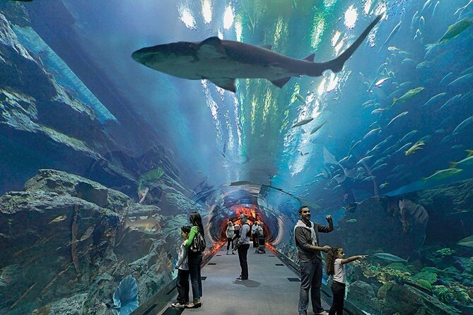 Dubai Aquarium UnderwaterZoo and Penguin cove Admission Ticket - The biggest practical risk is receiving the ticket