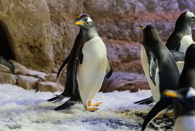 Dubai Aquarium with Various Animal Encounter and Access Options - Crowds can change the experience