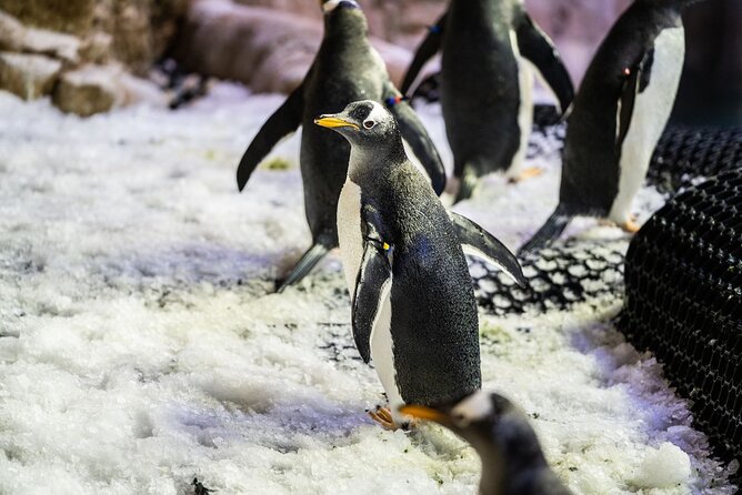 Dubai Aquarium with Various Animal Encounter and Access Options - Booking advice before you commit