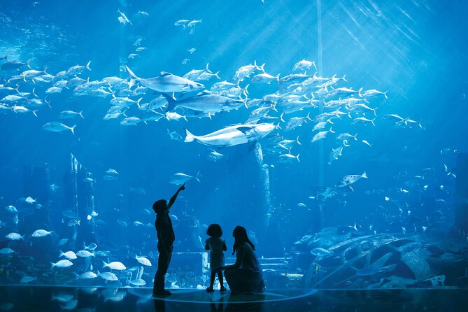 Dubai Lost Chambers Aquarium Admission E-Ticket - Is $22.49 good value?