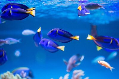 Dubai Mall Aquarium & Underwater Zoo with Penguin Cove Tickets