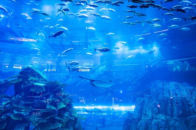 Dubai Mall Aquarium with Penguin Cove + Skyview Ticket - Who will enjoy this most?