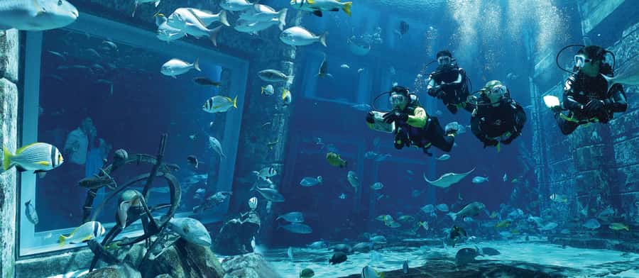Dubai: The Lost Chambers Aquarium Atlantis Diving Experience - Entering The Lost Chambers Aquarium at Atlantis Dubai