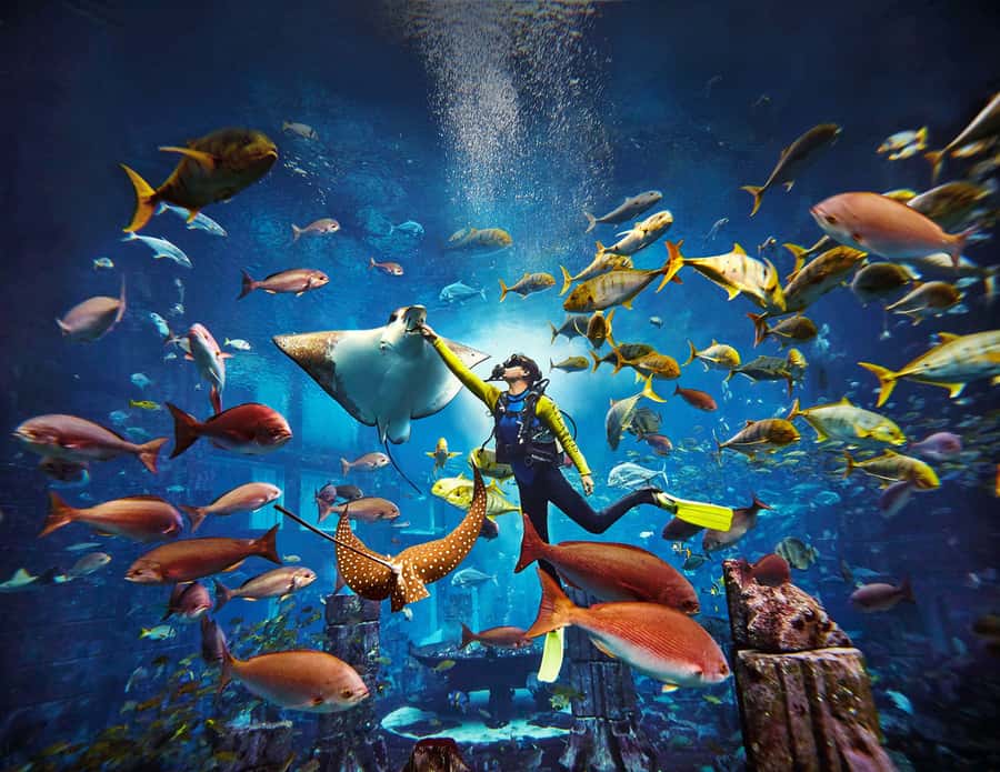 Dubai: The Lost Chambers Aquarium Atlantis Diving Experience - What the Ambassador Lagoon feels like underwater