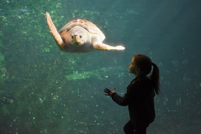 Entrance Ticket Nausicaa, the biggest aquarium in Europe - The giant aquarium and its unforgettable manta ray