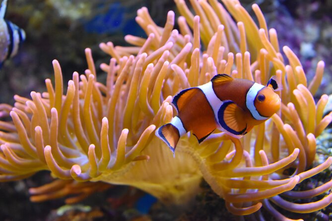 Entrance Ticket Nausicaa, the biggest aquarium in Europe - What the $36.01 admission covers