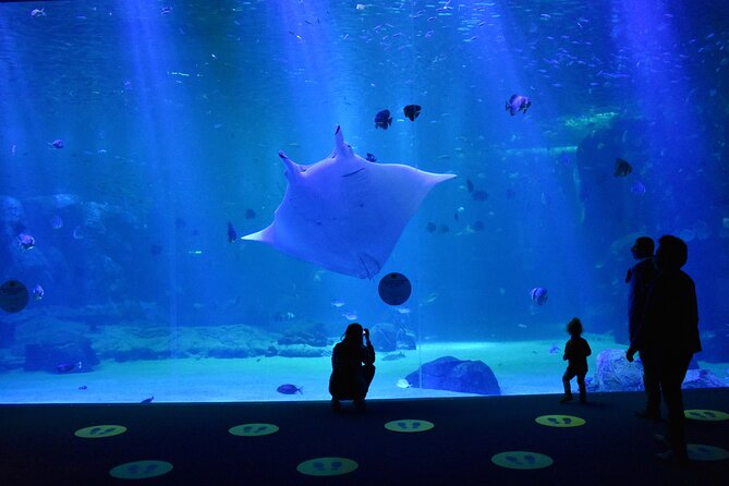 Entrance Ticket Nausicaa, the biggest aquarium in Europe - The voucher issue you should understand