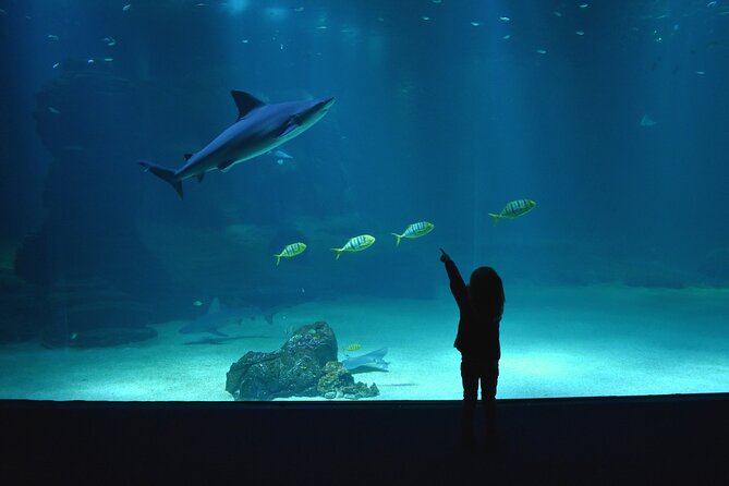 Entrance Ticket Nausicaa, the biggest aquarium in Europe - Who will enjoy Nausicaá most