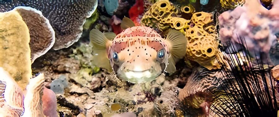 Experience the Exciting Caribbean Underwater World - The Atlantic Princess wreck