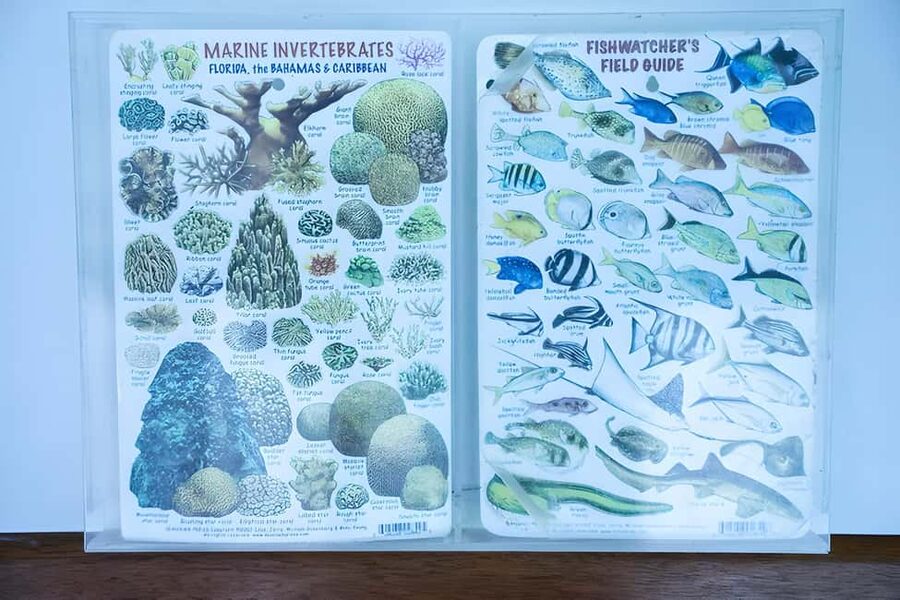 Experience the Exciting Caribbean Underwater World - One full hour of reef snorkeling
