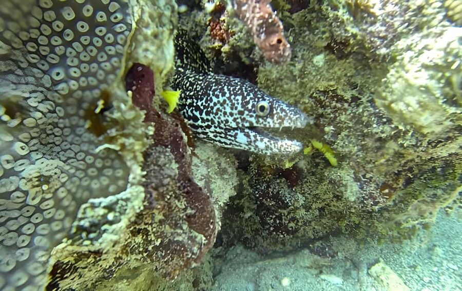 Experience the Exciting Caribbean Underwater World - What $49 buys you
