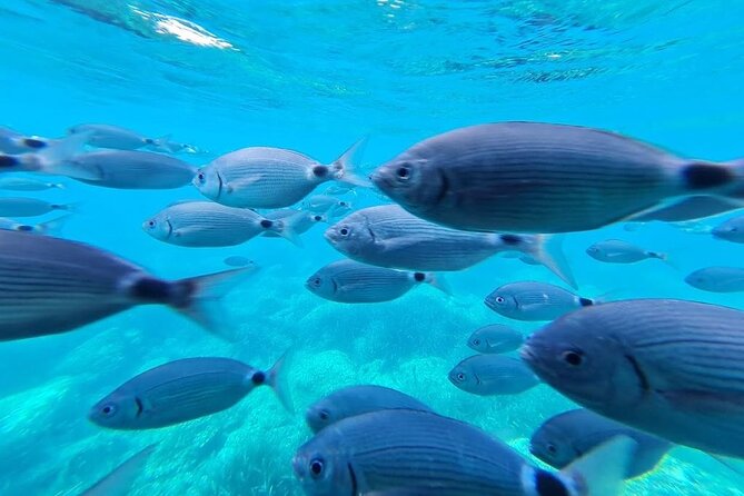 Explore Cap Norfeu and the Secret Cave: An Underwater World - A short cruise with a big coastal payoff