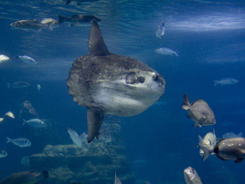 From Costa Brava: Barcelona Day Trip with Aquarium Visit - Key points to know before booking