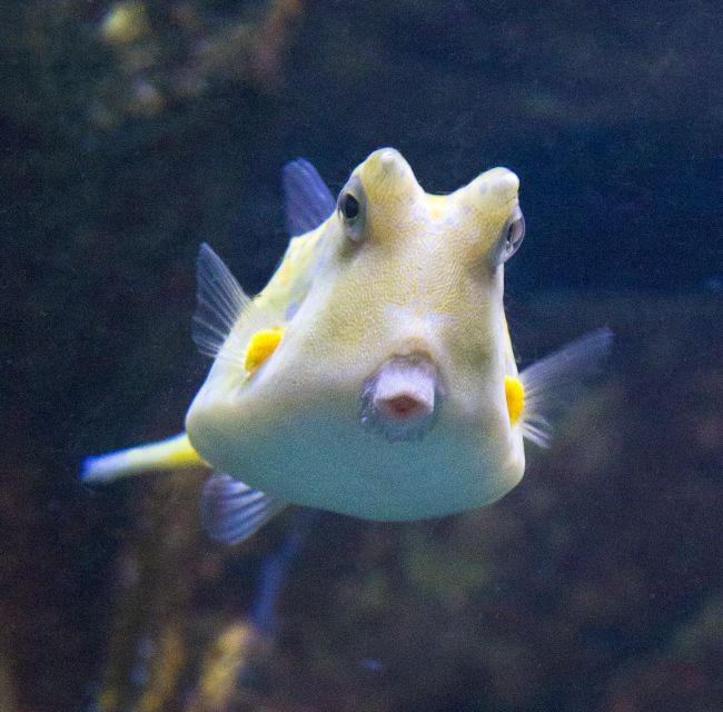From Costa Brava: Barcelona Day Trip with Aquarium Visit - What this Barcelona day trip actually offers