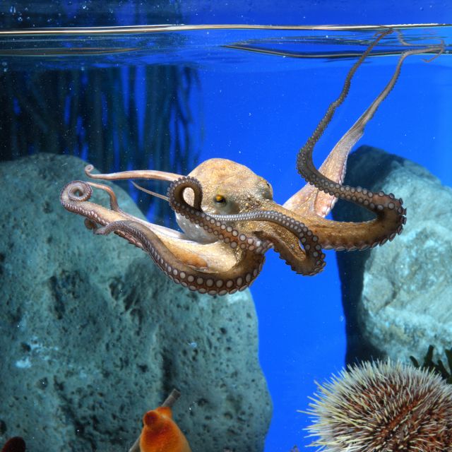 From Costa Brava: Barcelona Day Trip with Aquarium Visit - Leaving the Costa Brava by bus