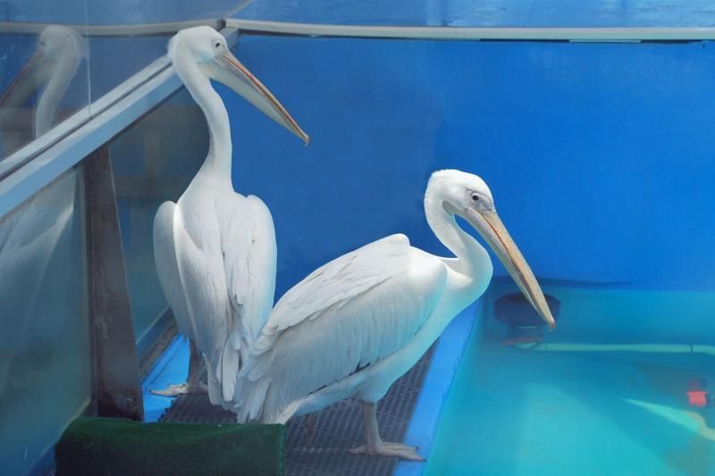 From Orlando: Clearwater Beach and Marine Aquarium Admission - Why Winter’s story changes the aquarium visit