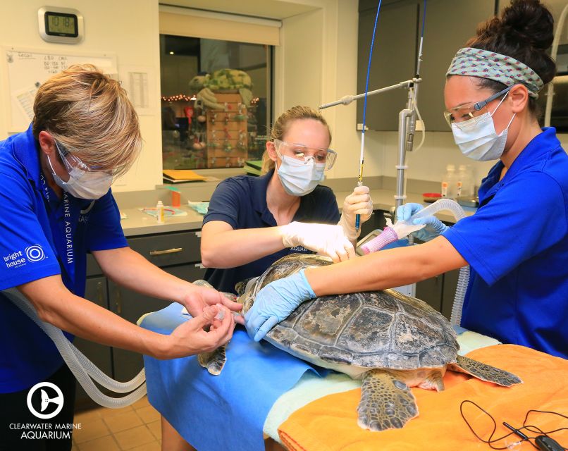 From Orlando: Clearwater Beach and Marine Aquarium Admission - Clearwater Beach brings a second kind of Florida experience