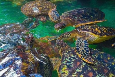 Full Day Private Mnemba Island + Turtles Aquarium & Kendwa Beach
